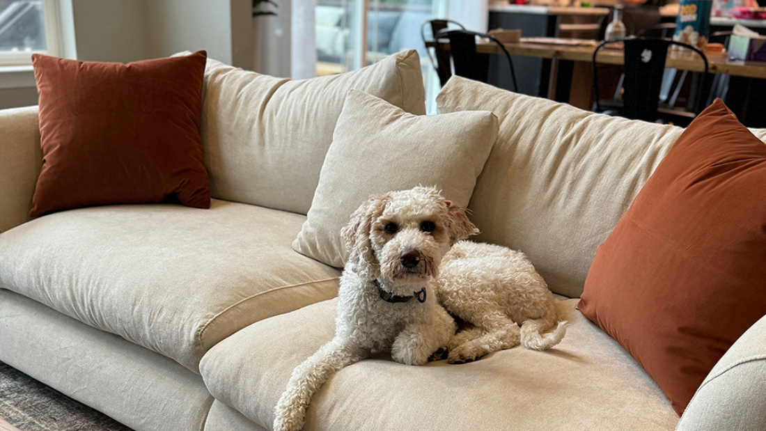 25Home Review Redefining Modern Furniture – With Style, Comfort, and Affordability